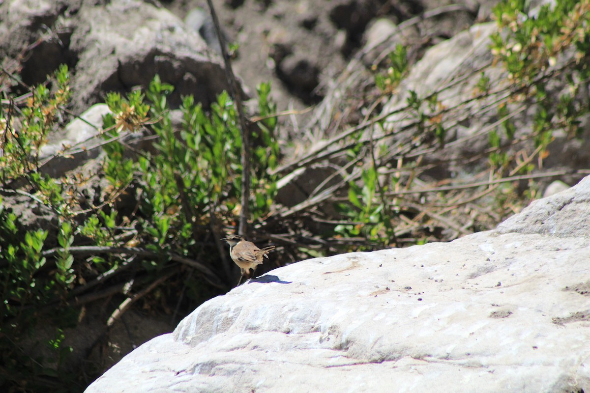 Cream-winged Cinclodes - ML606063961