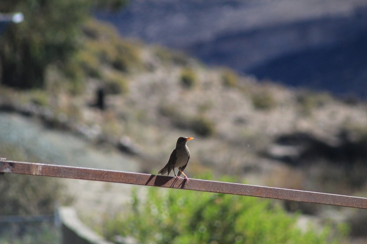 Chiguanco Thrush - ML606064171