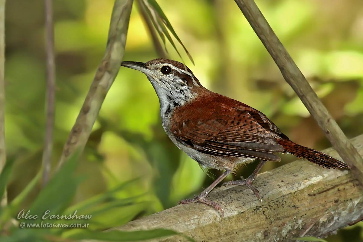 Rufous-and-white Wren - ML60606421