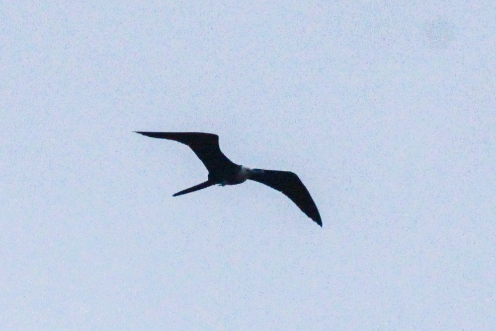 Magnificent Frigatebird - ML606064311