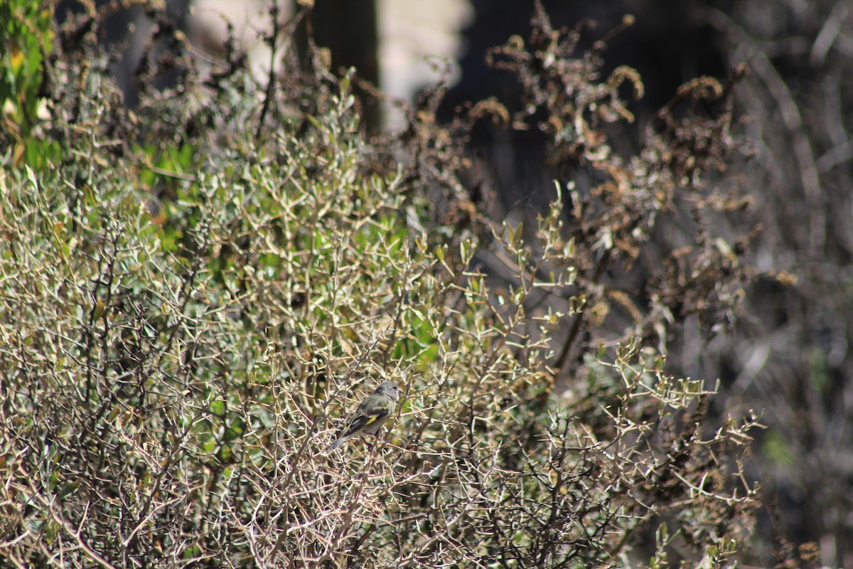 Hooded Siskin - ML606064331