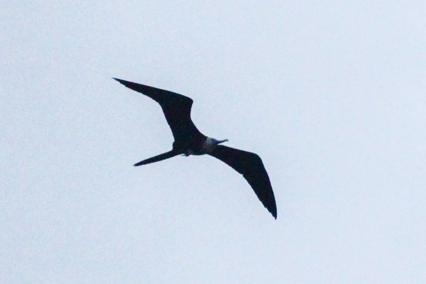 Magnificent Frigatebird - ML606064341