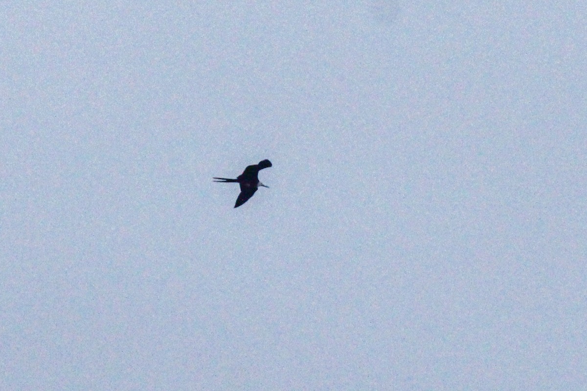 Magnificent Frigatebird - Caleb Strand