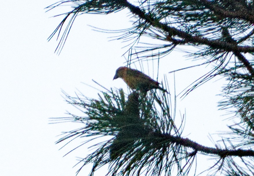 Red Crossbill - ML606064441