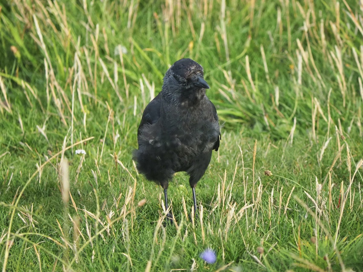 Eurasian Jackdaw - Ingrid Messbauer