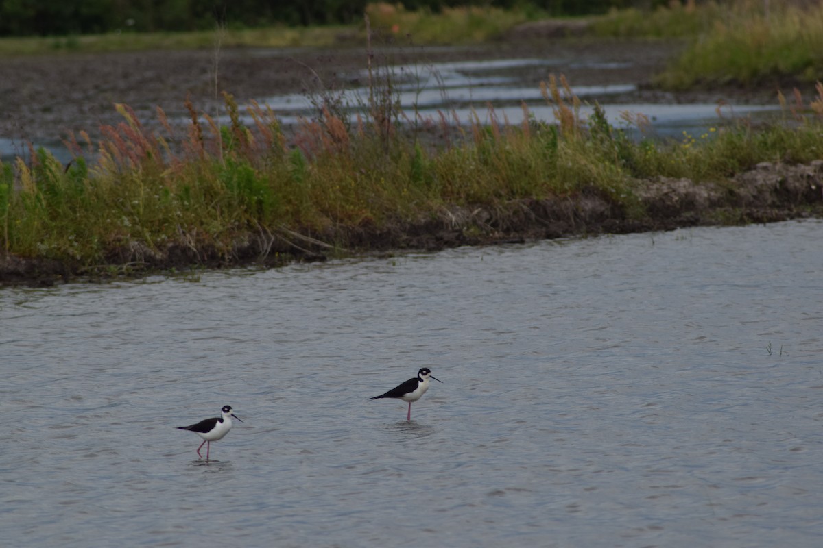 Black-necked Stilt - ML606065261