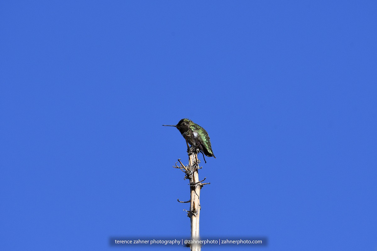 Anna's Hummingbird - ML60606561