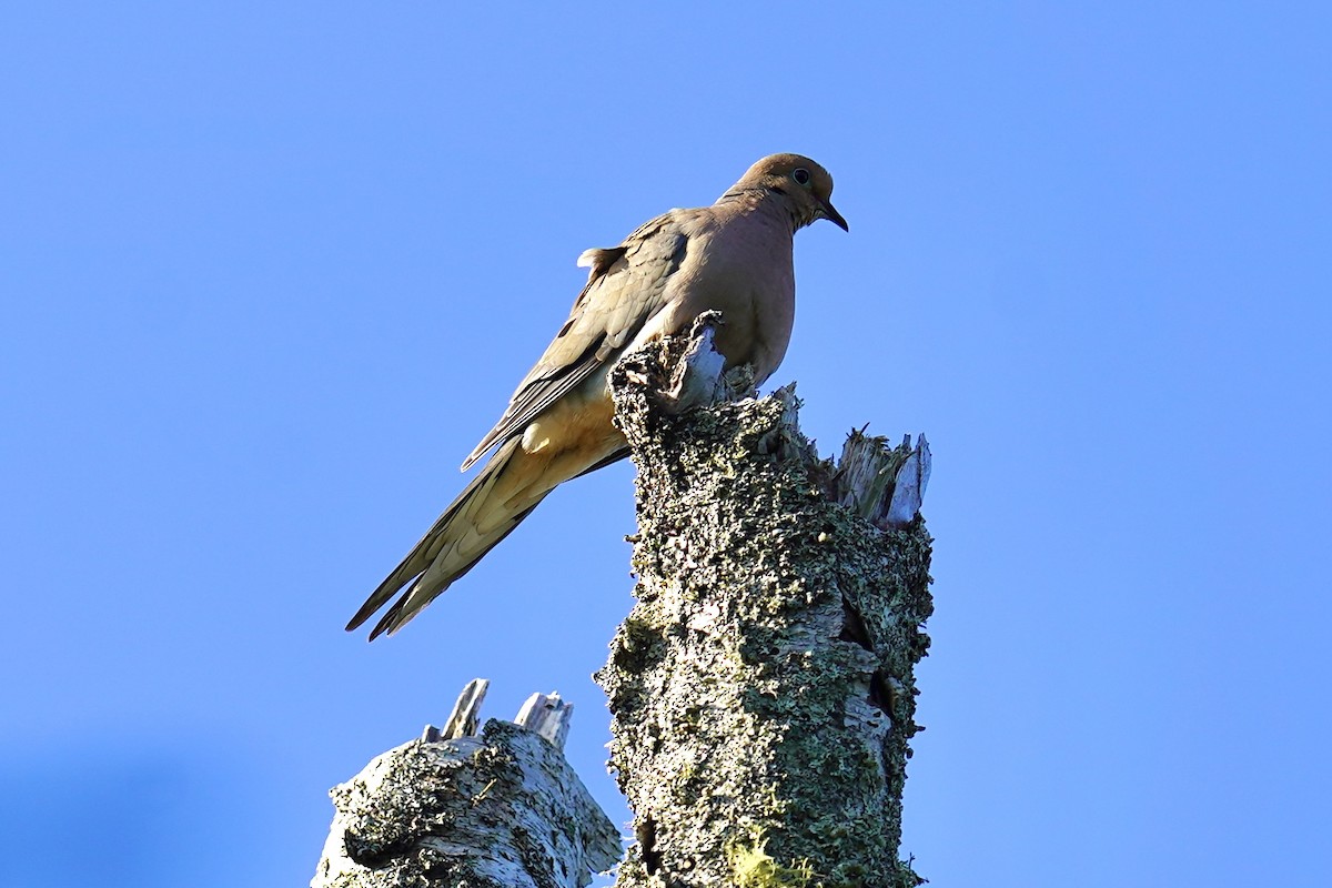 Mourning Dove - ML606065801