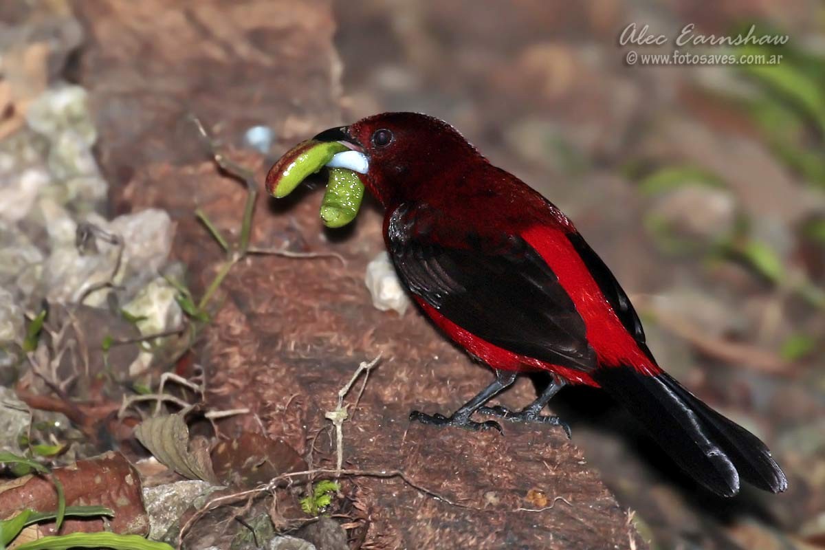 Crimson-backed Tanager - ML60606581