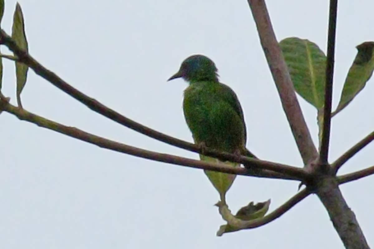 Blue Dacnis - ML60606621