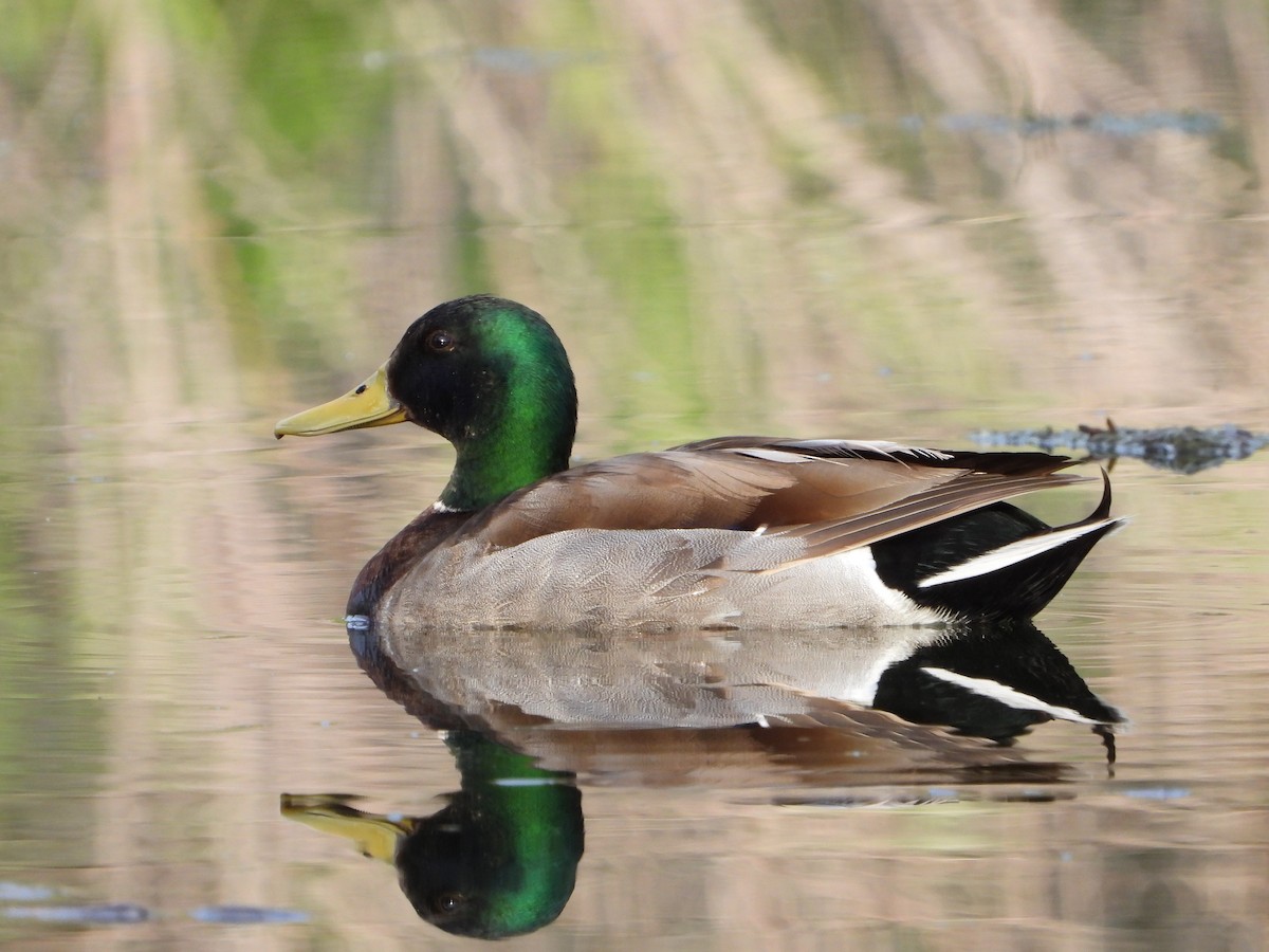 Canard colvert - ML606066491