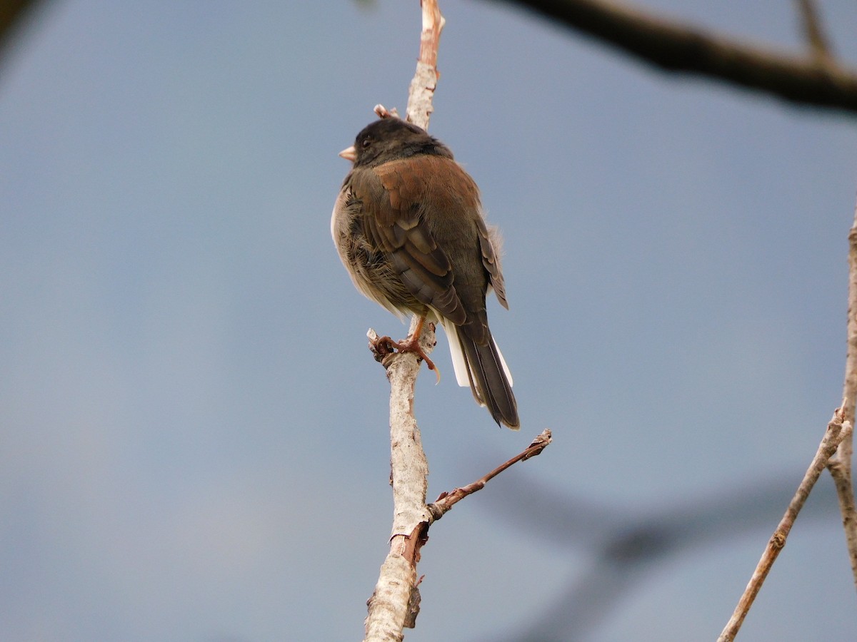 Dark-eyed Junco - Raquel Johnson