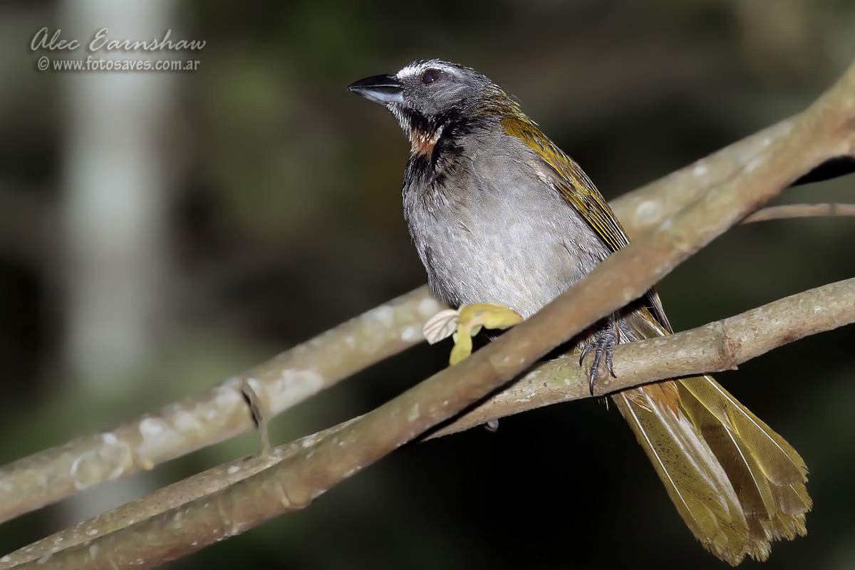 Buff-throated Saltator - ML60606711