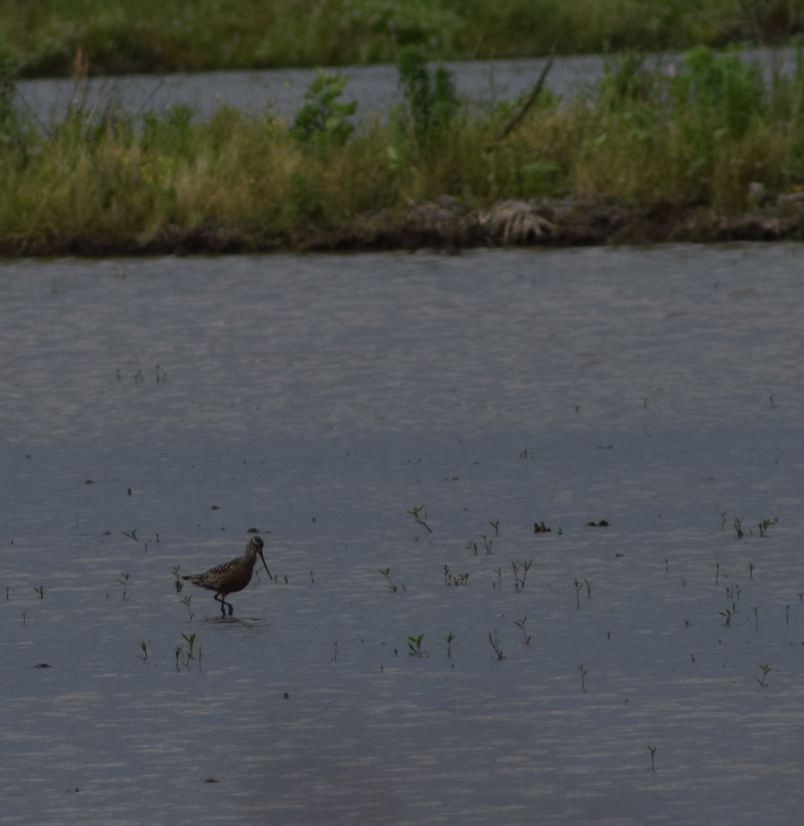 Hudsonian Godwit - ML606067141