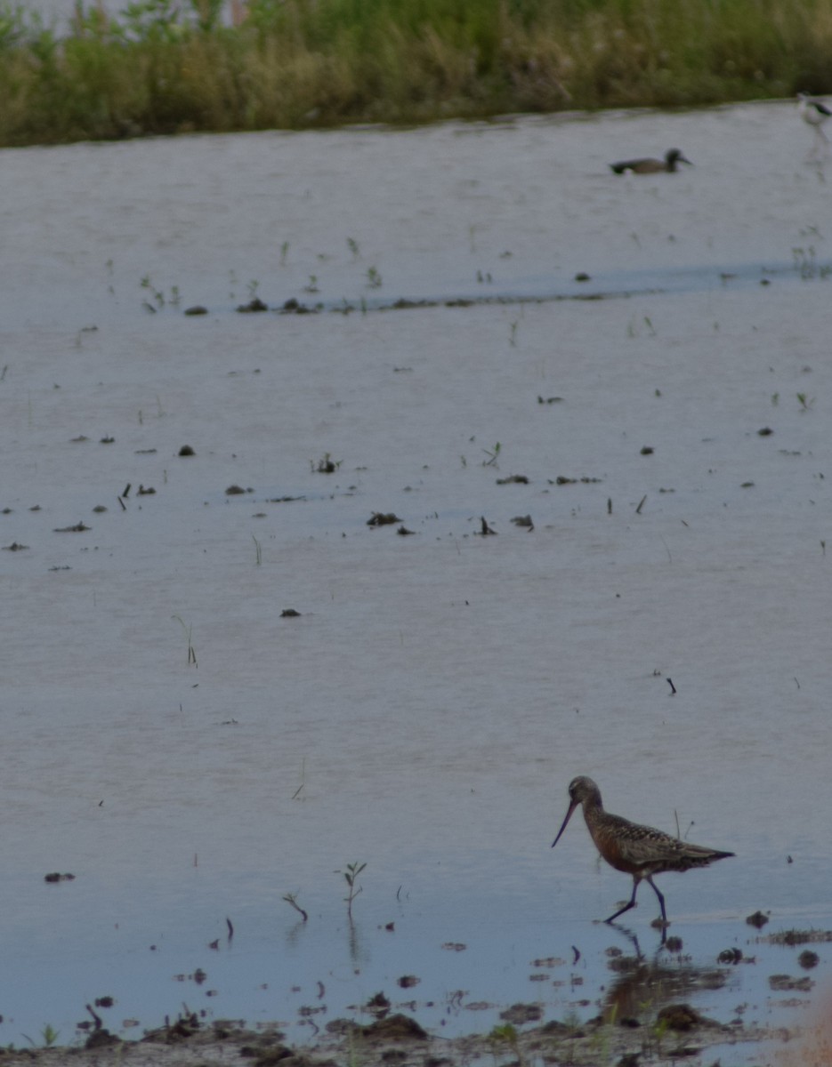 Hudsonian Godwit - ML606067151