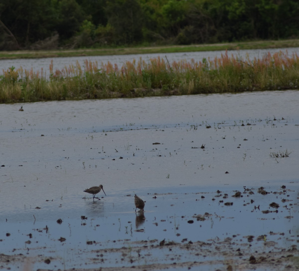 Hudsonian Godwit - ML606067161