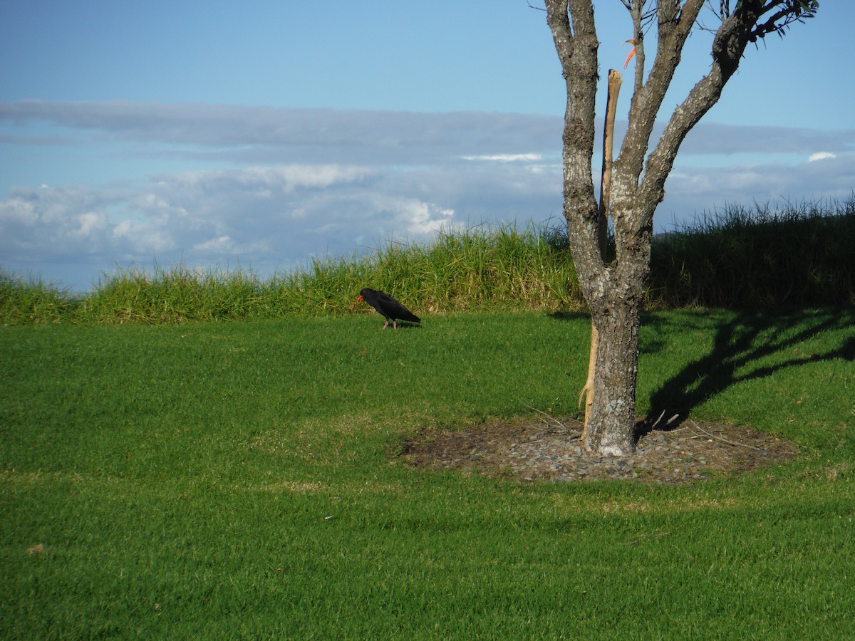 Variable Oystercatcher - ML60606721