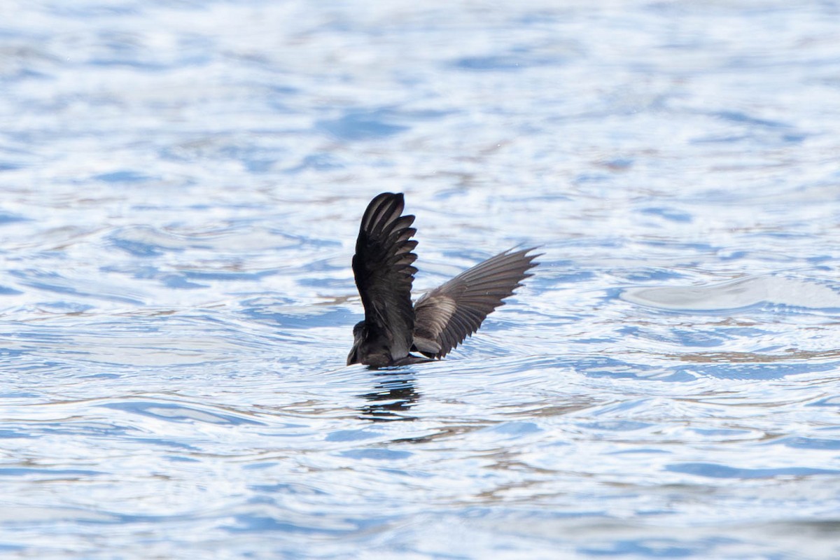 Least Storm-Petrel - ML606068661