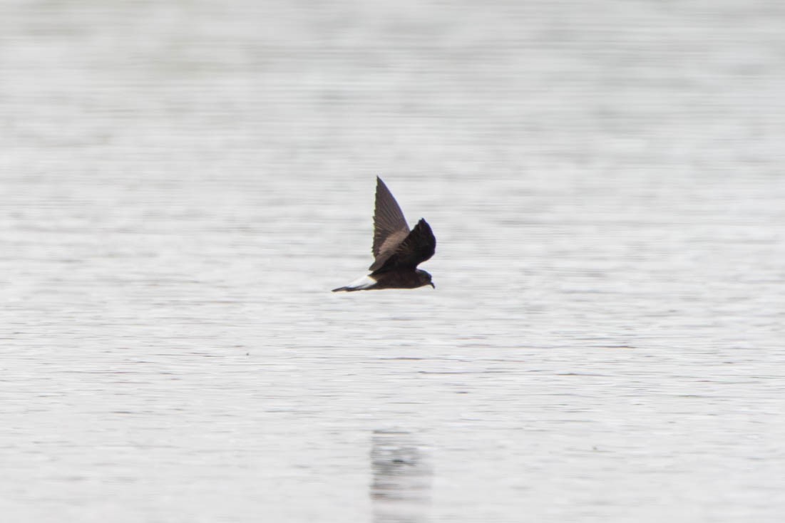 Wedge-rumped Storm-Petrel - Rhys Marsh