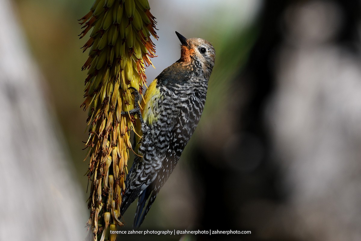 Williamson's Sapsucker - ML60606881