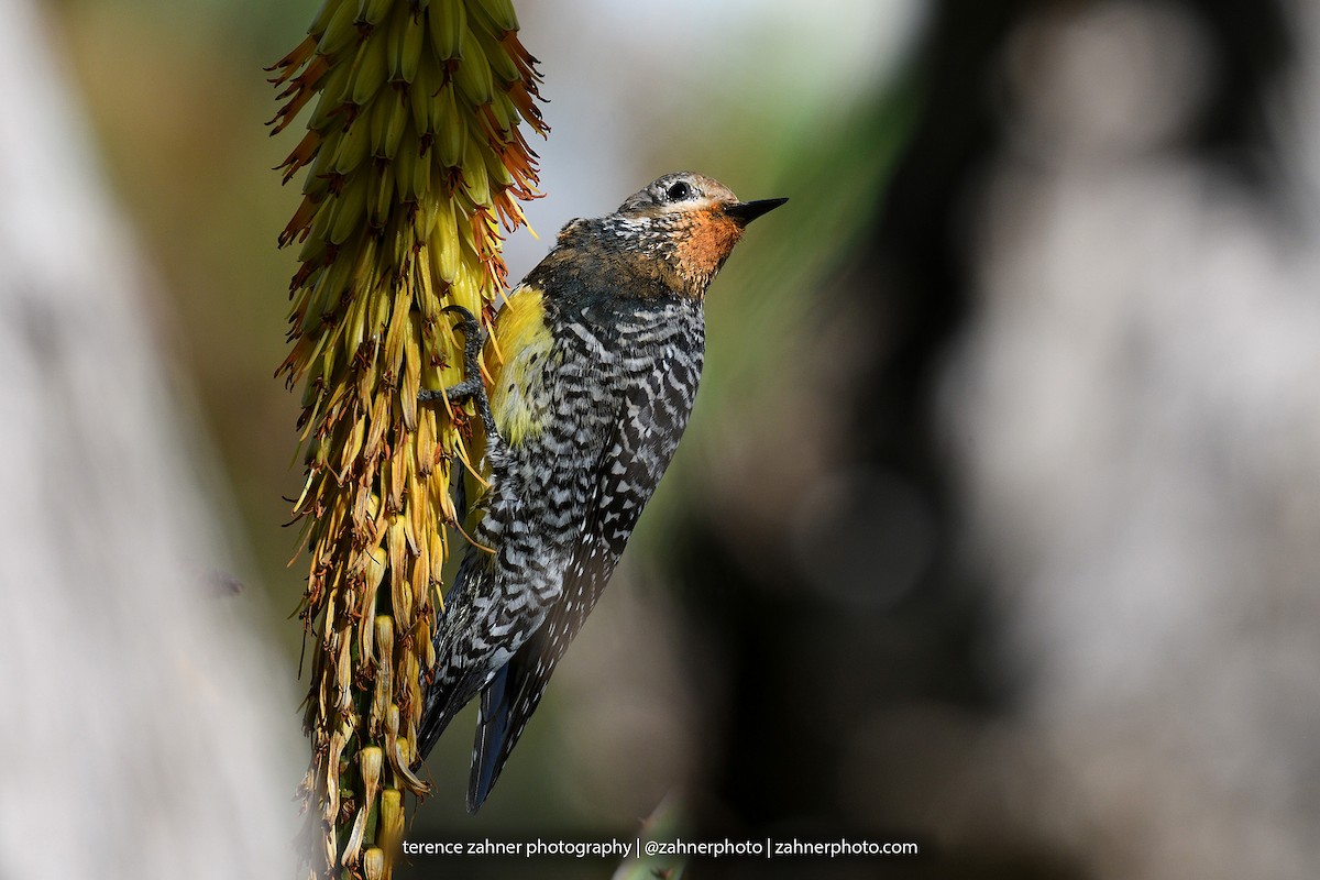 Williamson's Sapsucker - ML60606891