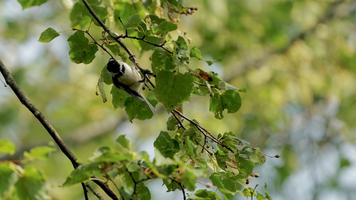 Black-capped Chickadee - ML606070631