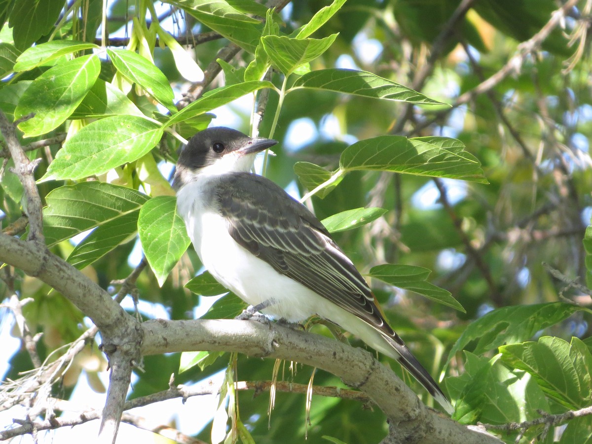 Eastern Kingbird - ML606070731