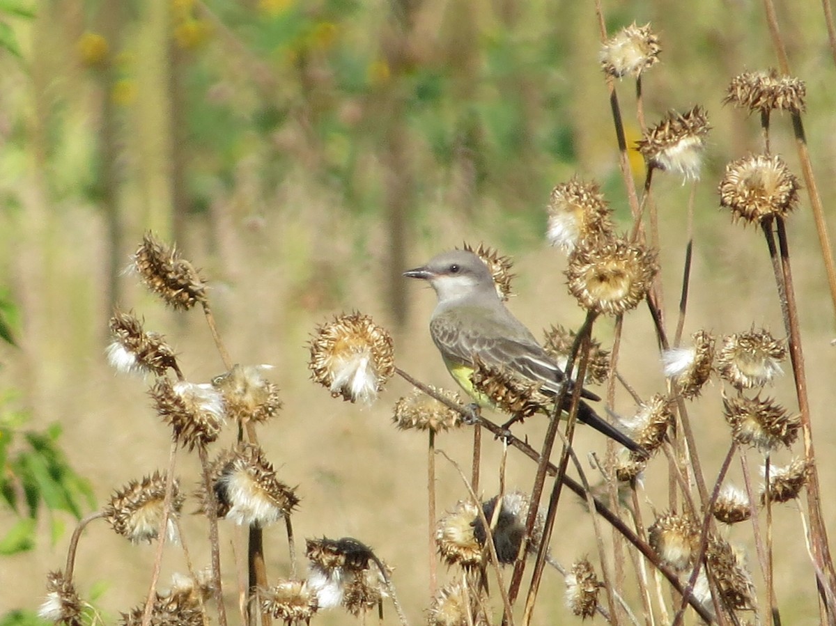 Western Kingbird - ML606071151