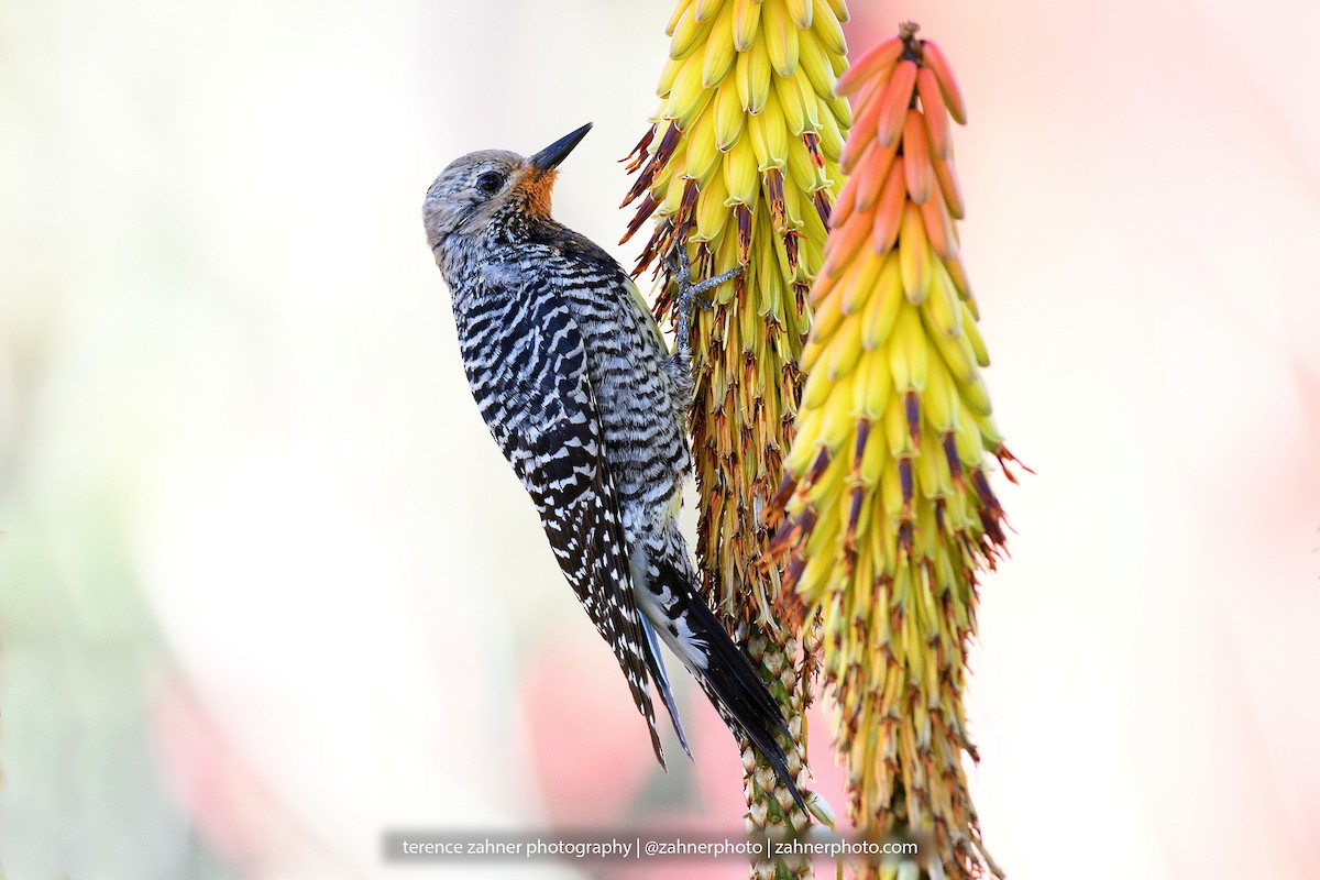 Williamson's Sapsucker - ML60607141