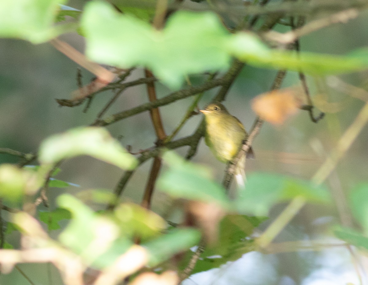 Yellow-bellied Flycatcher - ML606071531