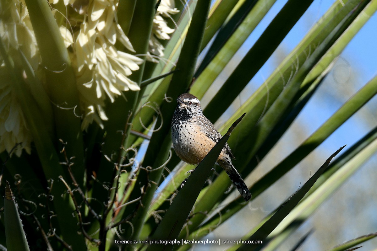 Cactus Wren - terence zahner