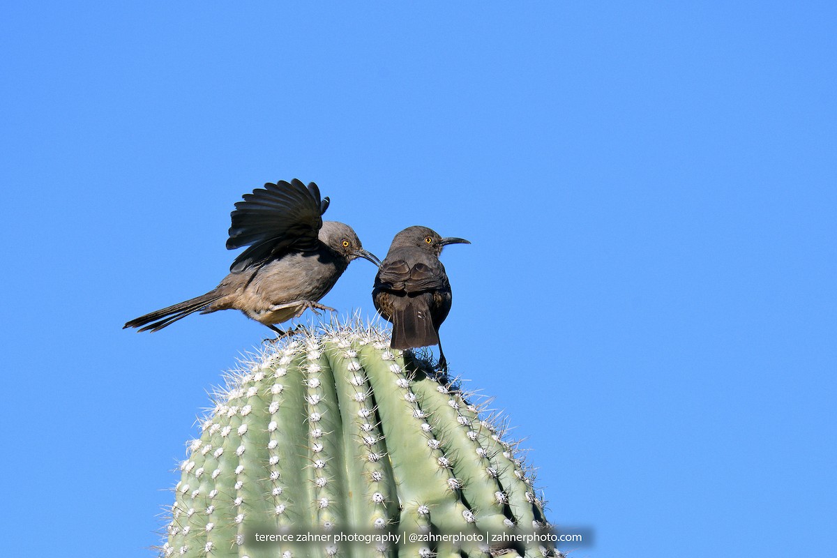 Curve-billed Thrasher - ML60607211