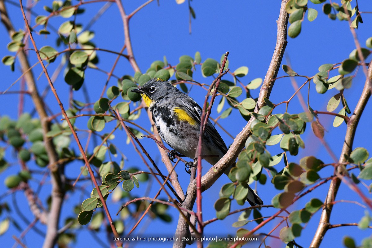 Kronenwaldsänger (Audubonwaldsänger) - ML60607241