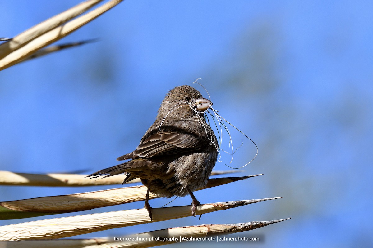 House Finch - terence zahner