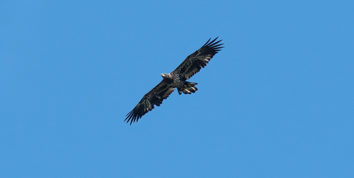 Bald Eagle - Yannick Fleury