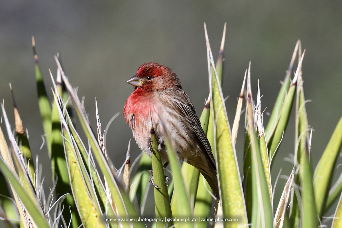 House Finch - ML60607281