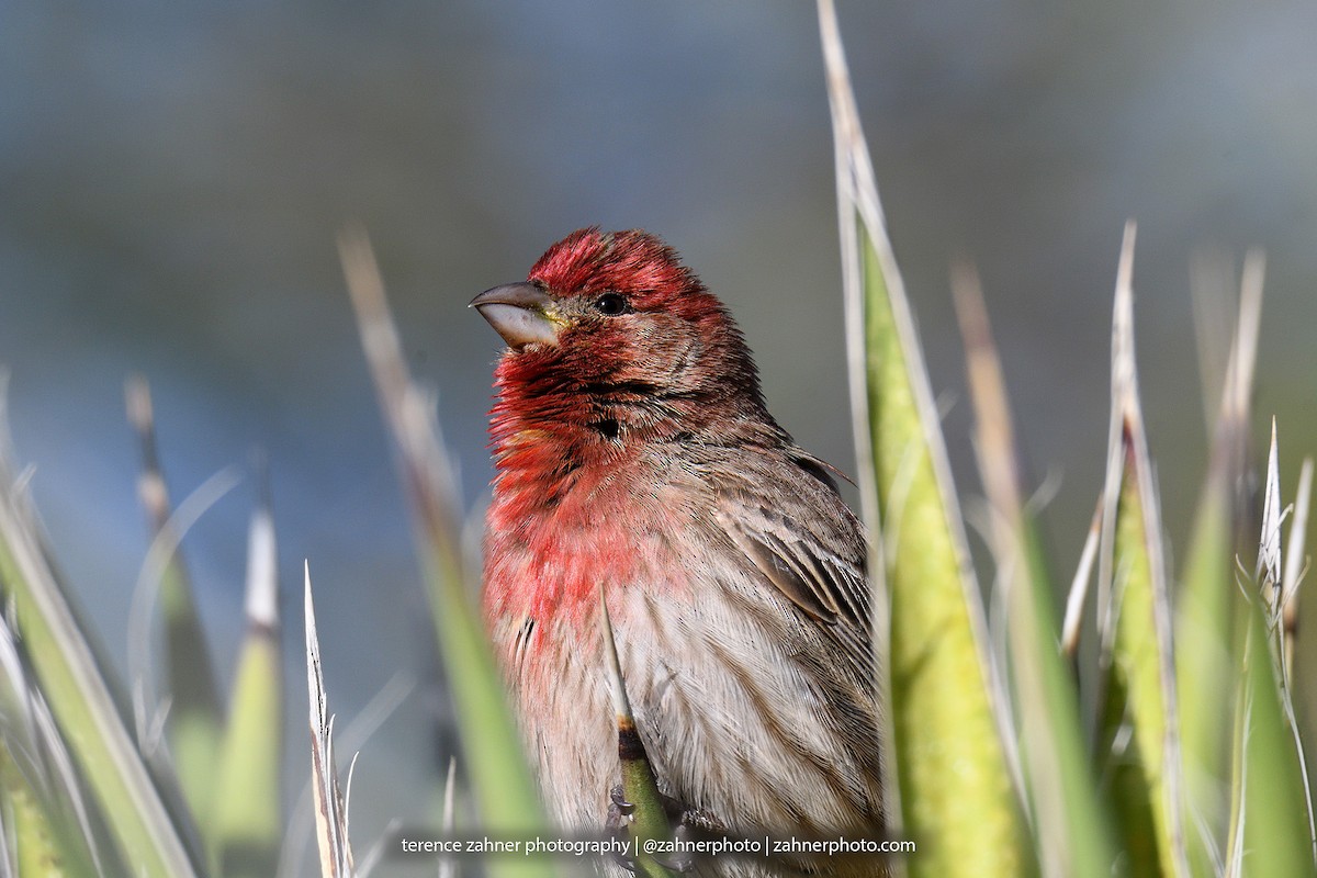 House Finch - terence zahner