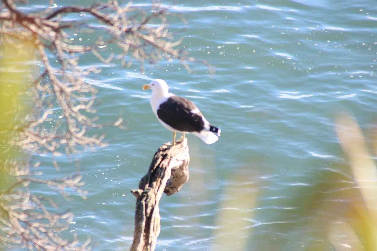 Kelp Gull - ML60607311