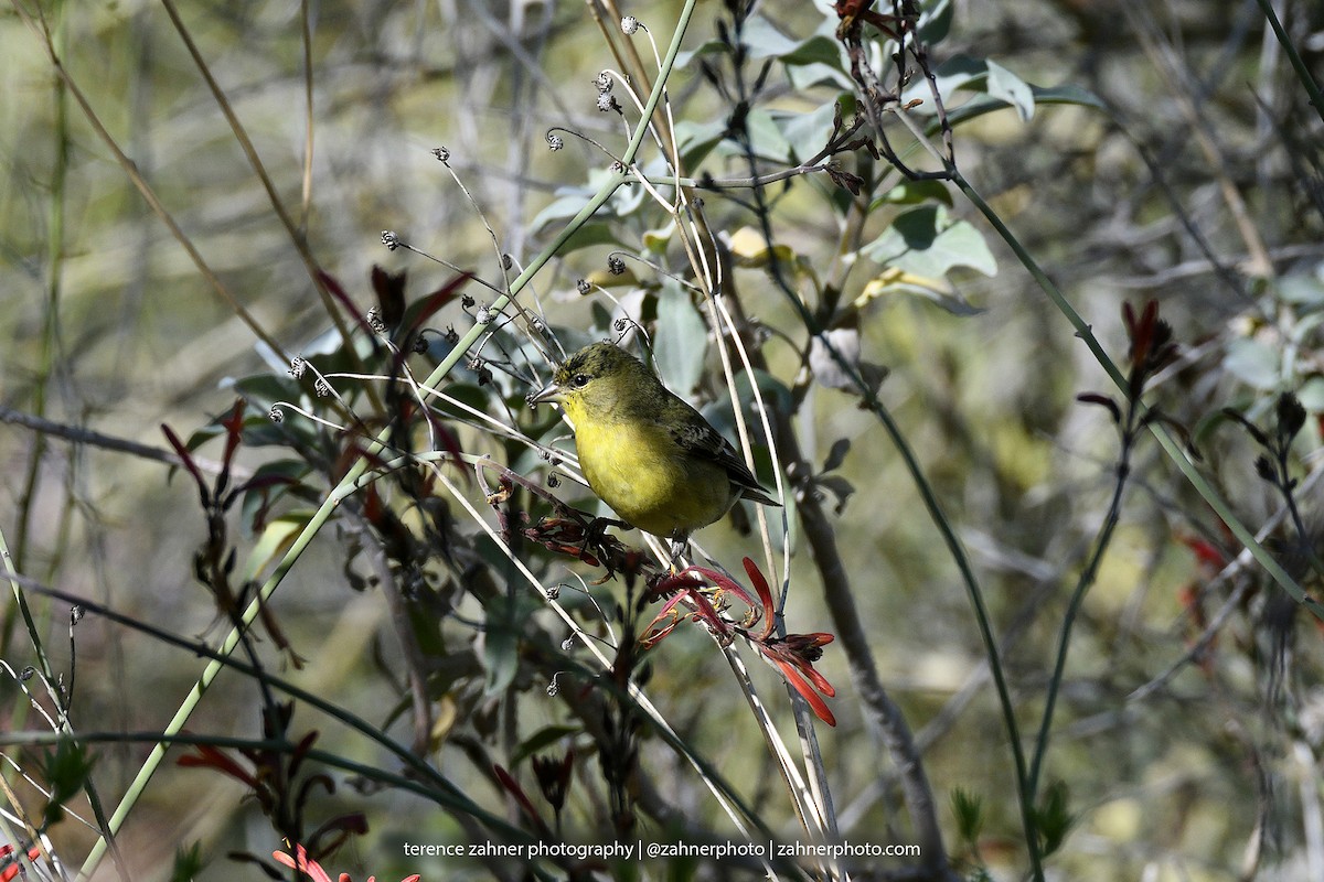 Lesser Goldfinch - ML60607371