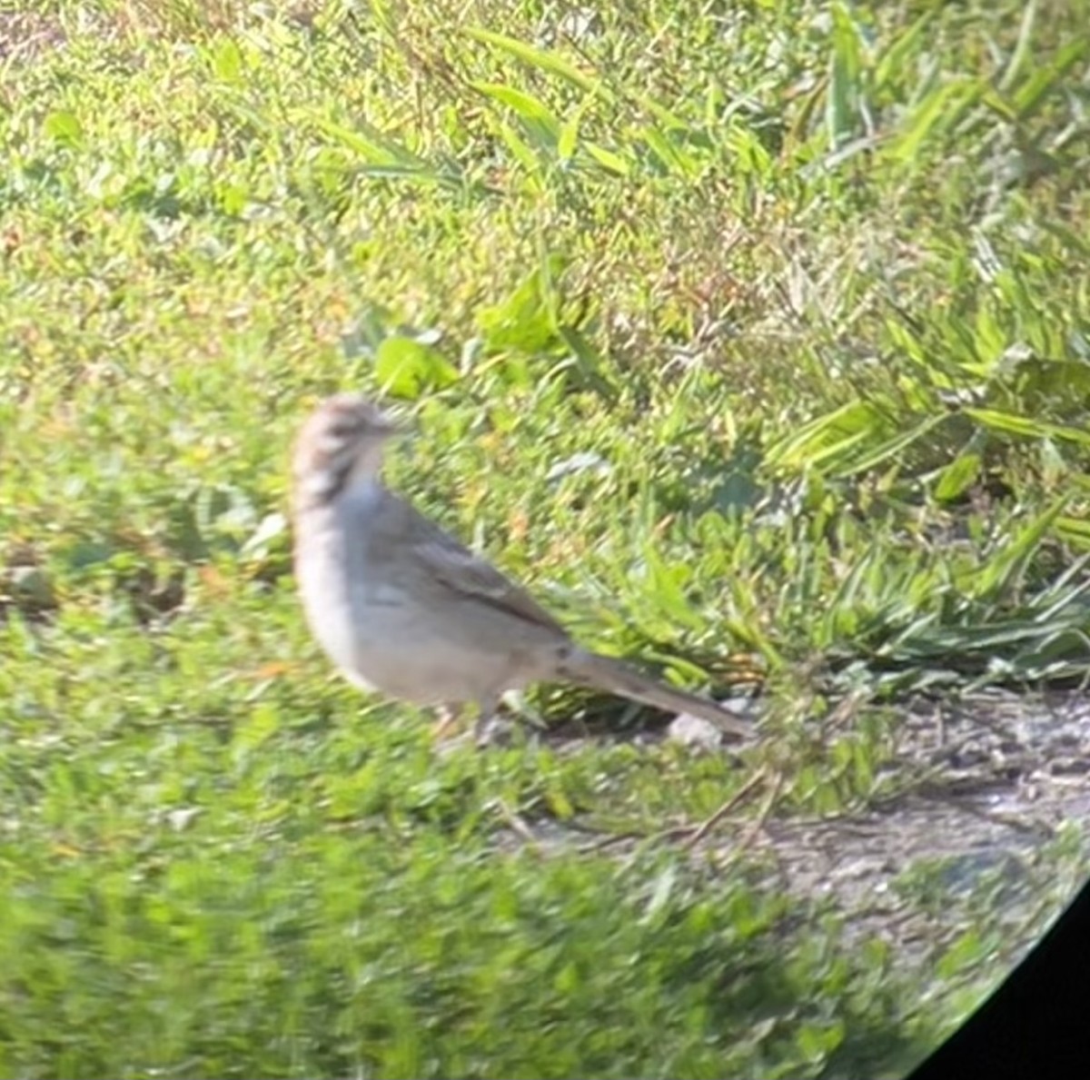 Lark Sparrow - ML606073851