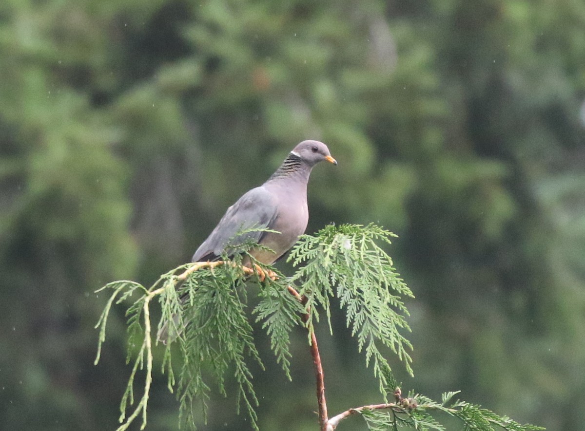 Band-tailed Pigeon - ML606074171