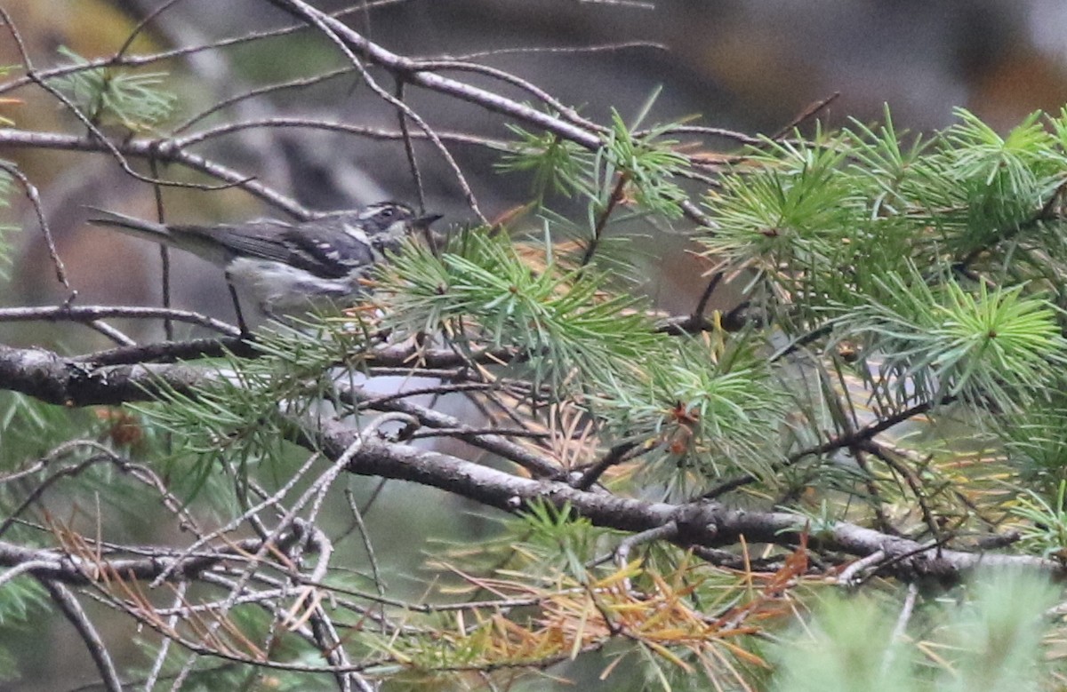 Black-throated Gray Warbler - Corey Callaghan