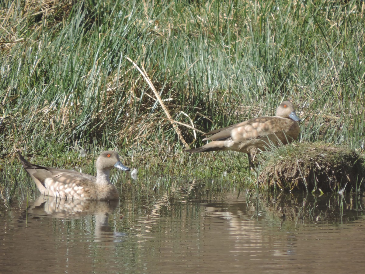 Crested Duck - ML606074991