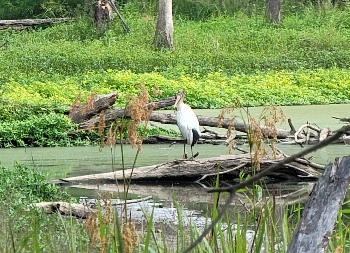 Wood Stork - ML606075001