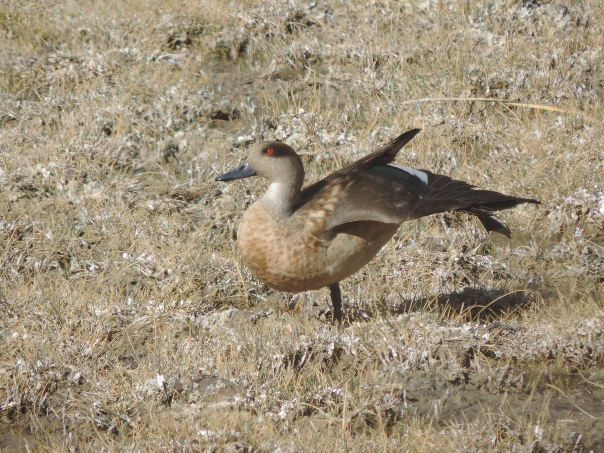 Crested Duck - ML606075061