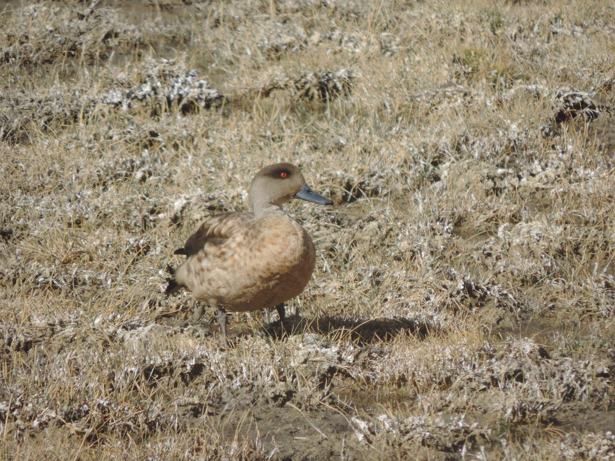 Crested Duck - ML606075261