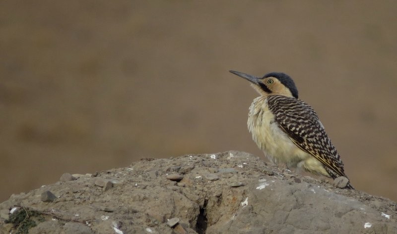 Andean Flicker - ML606076341