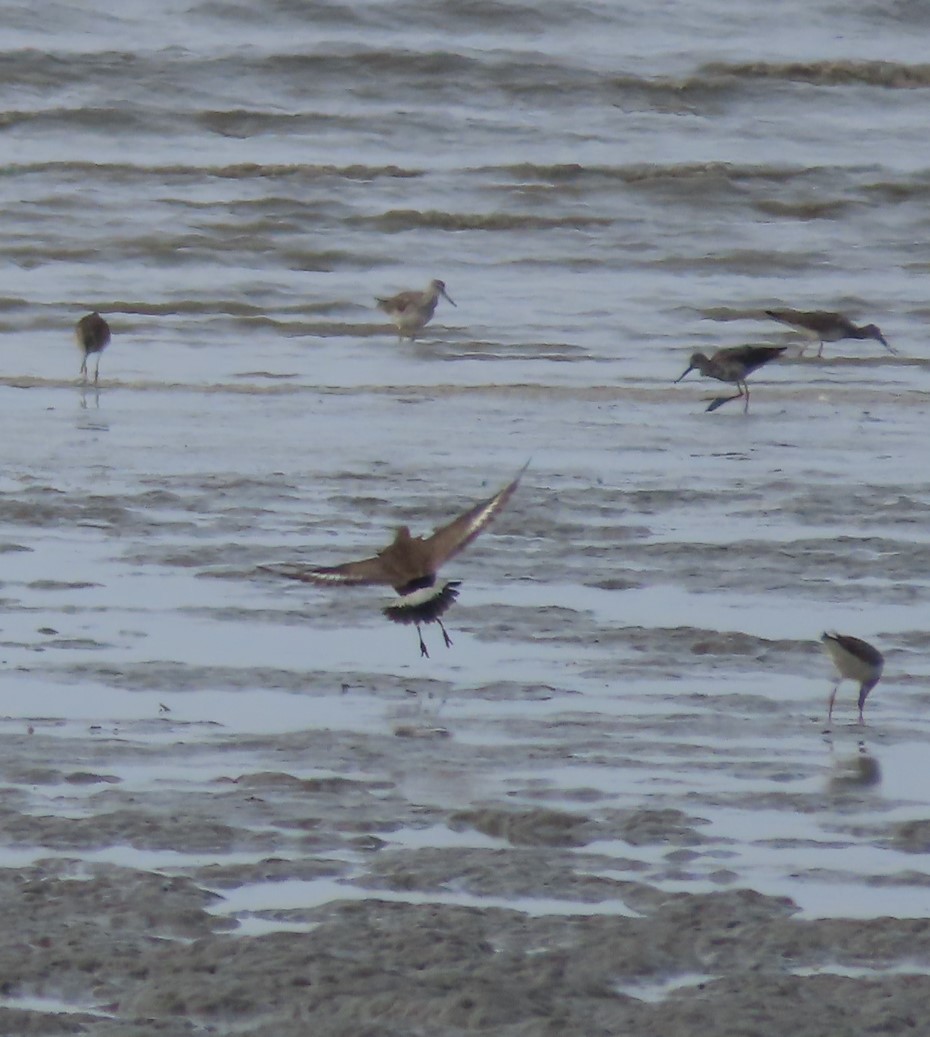 Hudsonian Godwit - Laura Burke