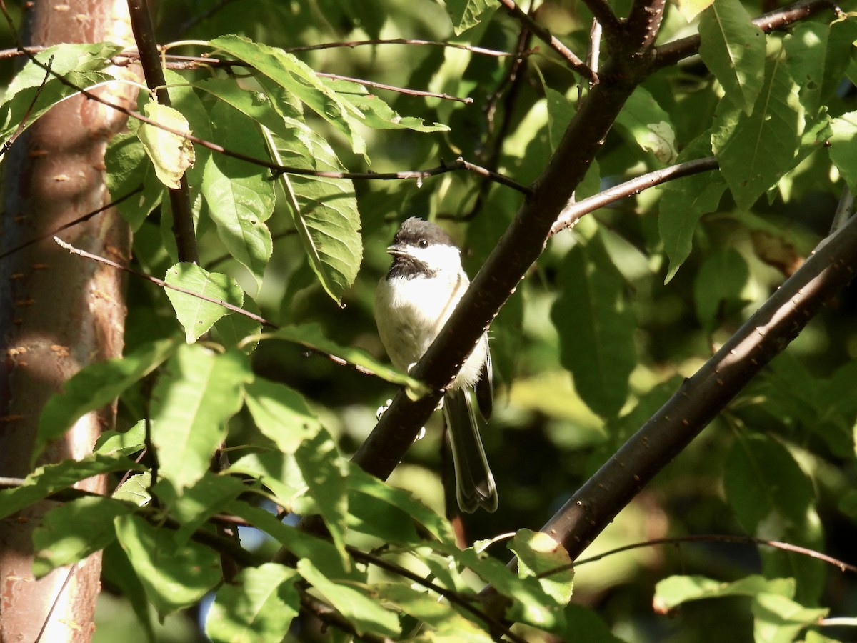 Black-capped Chickadee - ML606076821