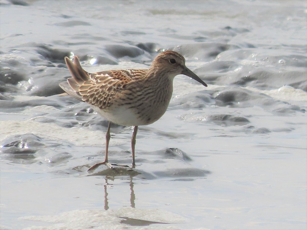 Bécasseau à poitrine cendrée - ML606078111